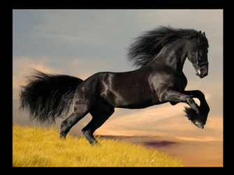 Category C Desktop Enhancements Screensavers Horse Screensaver