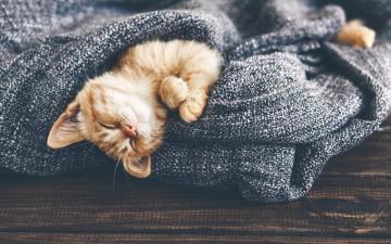 Wallpaper Ginger Cat Morning Lazy Pets Cats