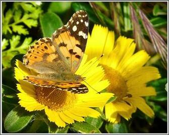 Tortoise Shell Wallpaper