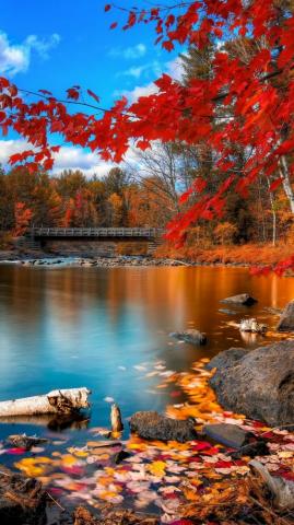 Wallpaper Autumn Forest 4k HD Leaves Trees Lake
