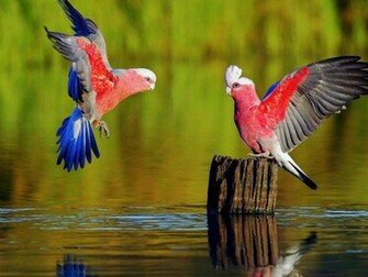 Loving Cockatiel Parrot One HD Wallpaper Pictures Background