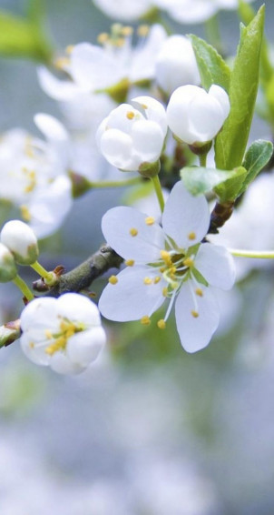 White Flower iPhone Wallpaper On