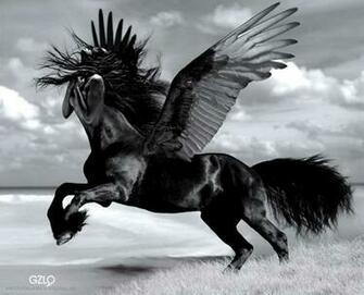 Black Pegasus
