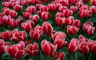 Daily Wallpaper Botanical Garden Moscow Russia I Like To