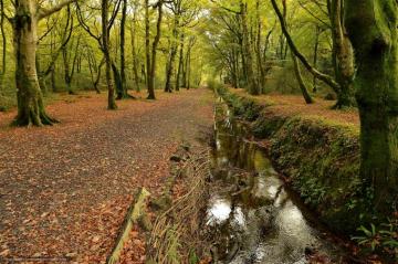 Wallpaper Autumn Forest Road Ditch Desktop