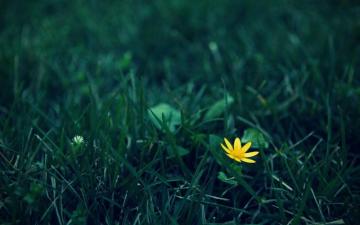 Nature Flowers Grass Macro Depth Of Field Wallpaper HD