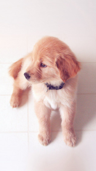 Cute Animal Wallpaper iPhone