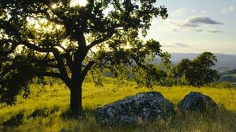 Oak Tree Wallpaper Archives HDwallsource