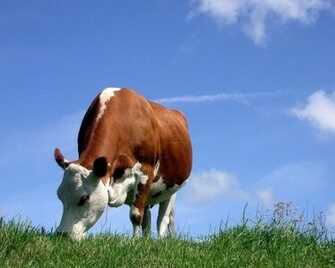 Cows HD Wallpaper Inn