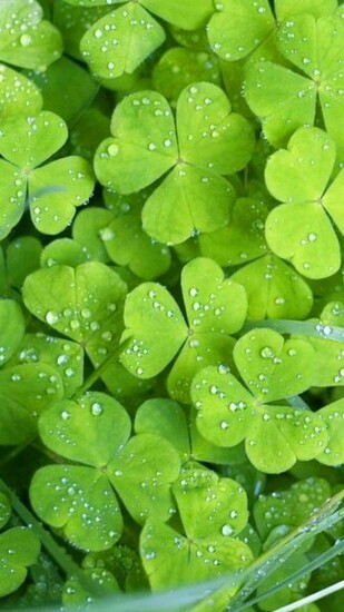 Clover Galaxy S5 Wallpaper Samsung