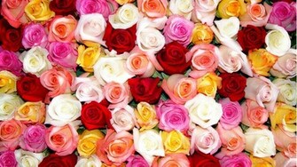 Multi Colored Roses Wallpaper High Definition Quality