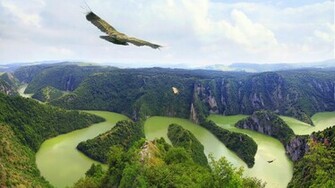 Vulture Computer Wallpaper Desktop Background Id