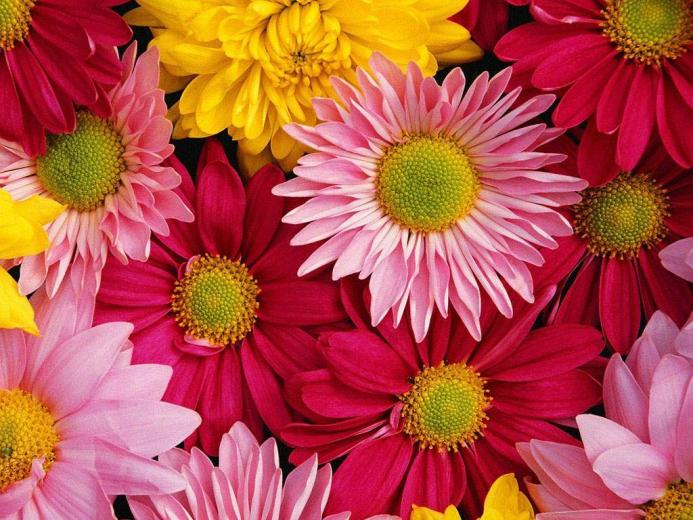 Desktop Background Flowers Wallpaper HD Background