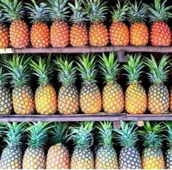 Pineapples iPhone Wallpaper