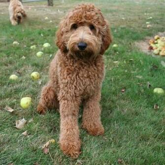 Labradoodle Kb