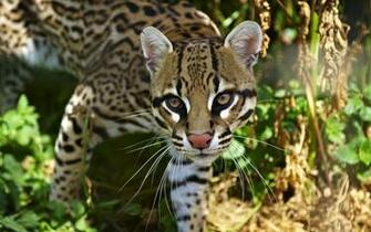 Ocelot HD Desktop Wallpaper 7wallpaper Net