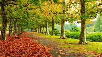 Beautiful Autumn Park HD Wallpaper