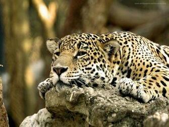 Desktop Wallpaper Background Animals