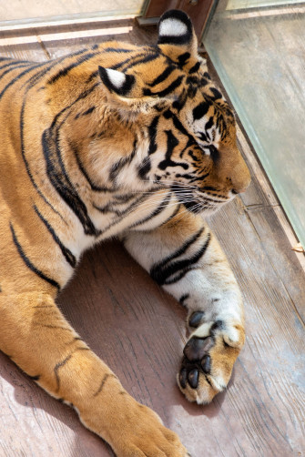 Tiger iPhone Wallpaper