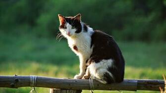 Summer Animals Wallpaper