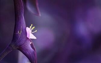 Violet Flower HD Wallpaper Flowers
