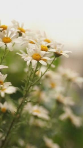 Flower Rain Daisy Landscape Inviting S Live Photo