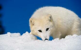 Baby Fox Wallpaper Image Amp Pictures Becuo