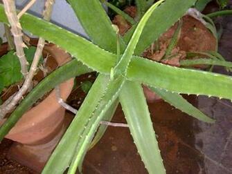 Aloe Vera Wallpaper