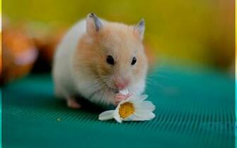 Funny Hamster Wallpaper