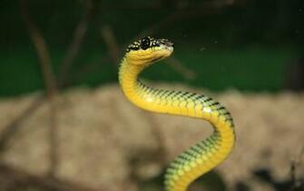 Gallery For Gt Cute Snake Wallpaper