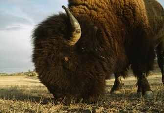 20326 Bison Wallpaper Jpg