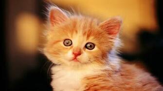 Cats Wallpaper HD Desktop