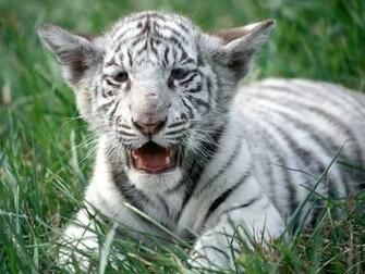 White Tiger Cubs Wallpaperart