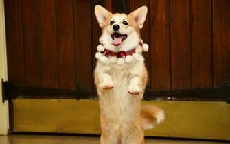 Dancing Dog 4u Wallpaper