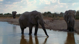 Elephants Close Up Bathing In Waterhole Nxai Pan National Park