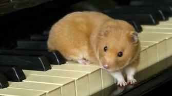 Hamster Wallpaper HD Early