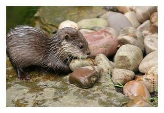Baby Otter Animals Small And Furry