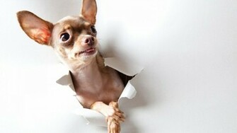Os C Es Chihuahuas S O De Corpo Compacto Pequeno E Firme