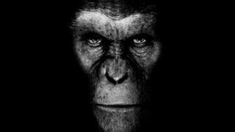 Newest Monkey Image