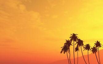 Palm Tree Wallpaper By Pntbll248