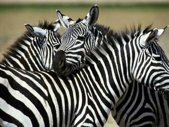Zebra Desktop Background