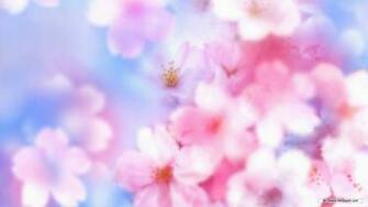 Wallpaper Flower Cg Flowers