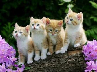 Kittens Jpg