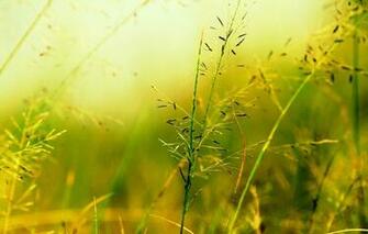 Wallpaper Macro Green Background Widescreen