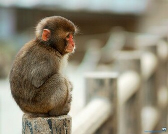 Baby Monkey Wallpaper