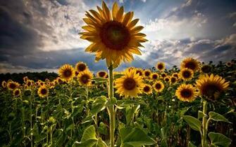 Wallpaper Flower Sunflowers Amazing Widescreen