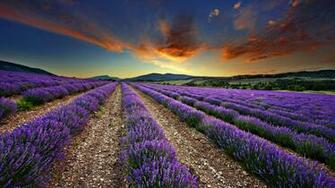 Lavender Wallpaper