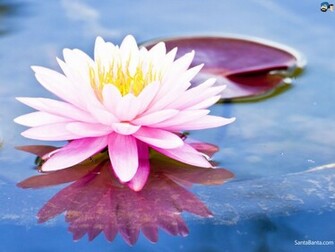 Lotus HD Wallpaper