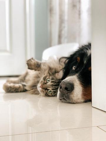Hq Cat And Dog Pictures Image