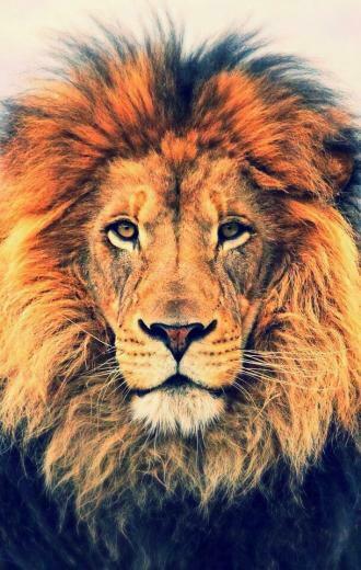 iPhone Lion Wallpaper Submitted By T3